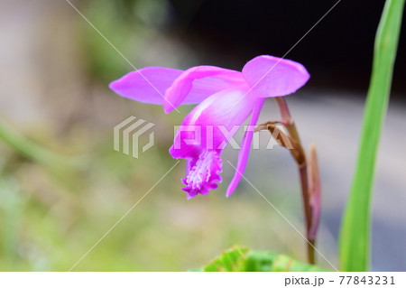 シラン 花 シラン 花 77843231