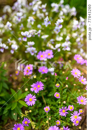 春の庭園 77843260