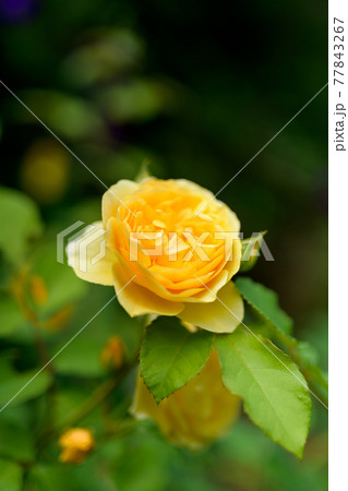 春の庭園 春の庭園 77843267