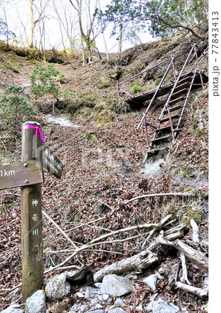 丹沢山地の道 雨山峠へ向かう仮設階段の難路 丹沢山地の道 雨山峠へ向かう仮設階段の難路 77843413