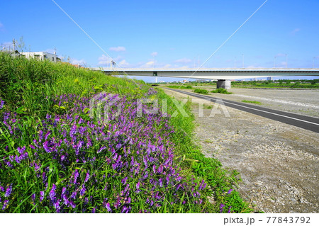 5月　稲城484ナヨクサフジ(弱草藤)と稲城大橋･多摩川河川敷 77843792