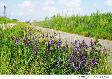 5月 稲城478ナヨクサフジ(弱草藤)マメ科・多摩川河川敷 5月 稲城478ナヨクサフジ(弱草藤)マメ科・多摩川河川敷 77843798
