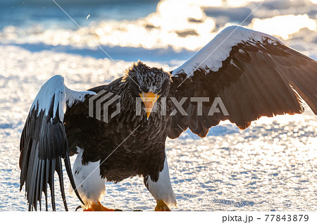 知床　冬 77843879