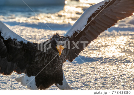 知床 冬 知床 冬 77843880