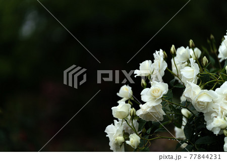 雨の日の真っ白なバラ 77844231