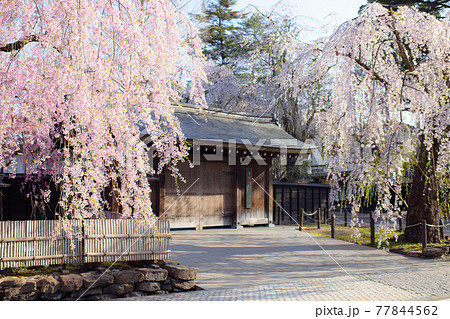 朝日を浴びる武家屋敷と枝垂桜 角館 朝日を浴びる武家屋敷と枝垂桜 角館 77844562