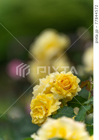 雨の日のバラ、ゴールドバニー 77844572