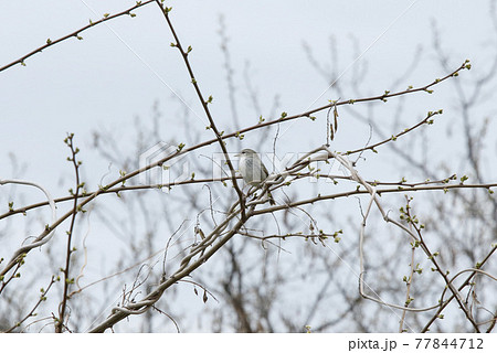 ウグイス　鶯　春告鳥　北海道の野鳥 77844712