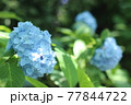 鎌倉　明月院の紫陽花 77844722