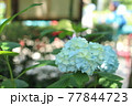鎌倉　明月院の紫陽花 77844723