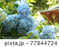 鎌倉　明月院の紫陽花 77844724