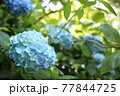 鎌倉　明月院の紫陽花 77844725