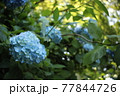 鎌倉　明月院の紫陽花 77844726