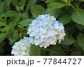 鎌倉　明月院の紫陽花 77844727