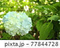 鎌倉　明月院の紫陽花 77844728