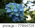 鎌倉　明月院の紫陽花 77844729