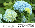 鎌倉　明月院の紫陽花 77844730