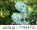 鎌倉　明月院の紫陽花 77844731
