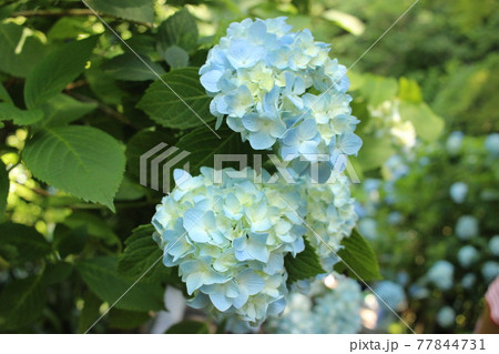 鎌倉　明月院の紫陽花 77844731