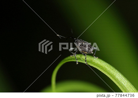 生き物　昆虫　ヤノシギゾウムシ、後姿。意外と尖がったお尻が翅の下に見えます 77844736