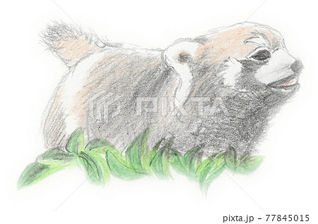 1300 Red Panda Illustrations RoyaltyFree Vector Graphics  Clip Art   iStock  Red panda baby Red panda cub Red panda white background