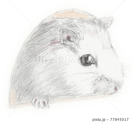 小屋から頭を出しているハムスターの鉛筆画 小屋から頭を出しているハムスターの鉛筆画 77845017