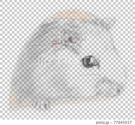 小屋から頭を出しているハムスターの鉛筆画 小屋から頭を出しているハムスターの鉛筆画 77845017