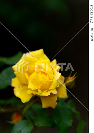 雨の日のバラ、トロピカルシャーベット 77845018