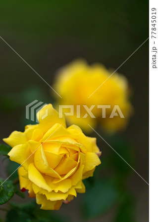 雨の日のバラ、トロピカルシャーベット 77845019