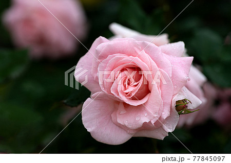 雨の日のバラ ブライダルピンクの写真素材