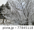 雪景色 77845118