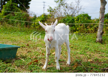 白い子ヤギ 77845232