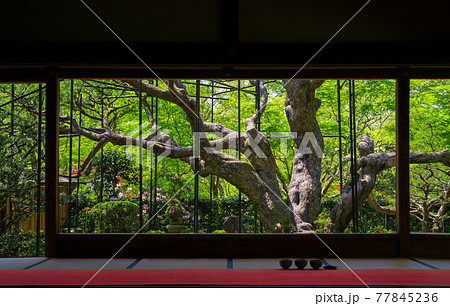 京都 宝泉院 京都 宝泉院 77845236