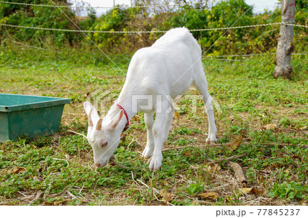 白い子ヤギ 77845237