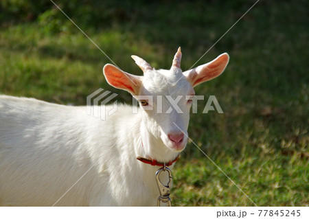 白い子ヤギ 白い子ヤギ 77845245