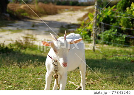 白い子ヤギ 77845246