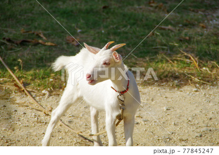 白い子ヤギ 77845247