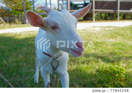 白い子ヤギ 77845248