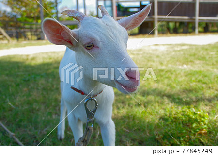 白い子ヤギ 77845249