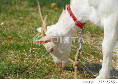 白い子ヤギ 77845255