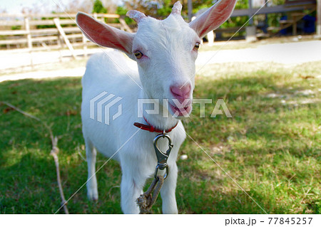 白い子ヤギ 77845257