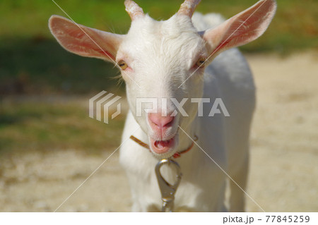 白い子ヤギ 77845259