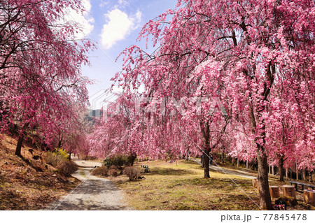 高見の郷に咲き誇る枝垂桜と一本道 77845478