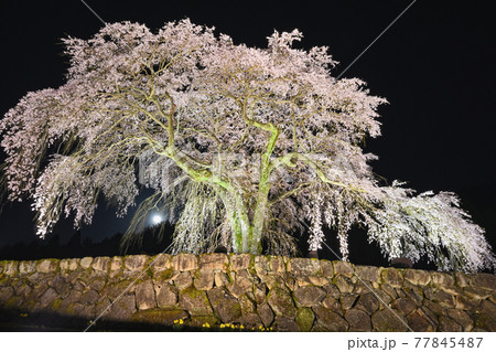 水戸野のしだれ桜・白川町 水戸野のしだれ桜・白川町 77845487