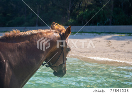 沖縄の伊江島のビーチで泳ぐ馬 77845538