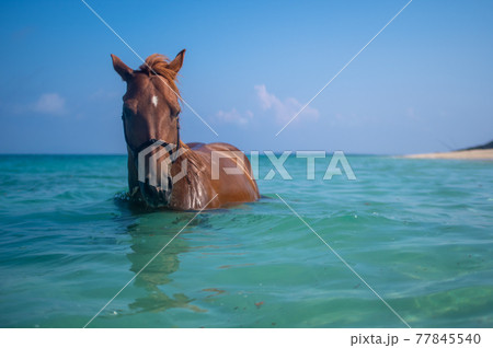 沖縄の伊江島のビーチで泳ぐ馬 77845540