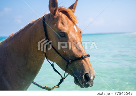 沖縄の伊江島のビーチで泳ぐ馬 77845542