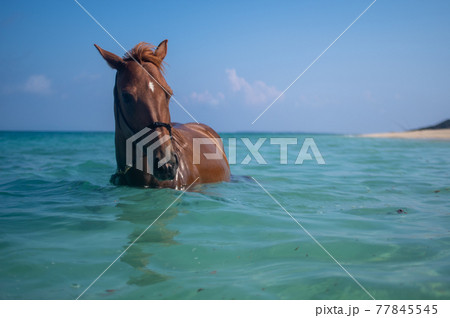 沖縄の伊江島のビーチで泳ぐ馬 77845545