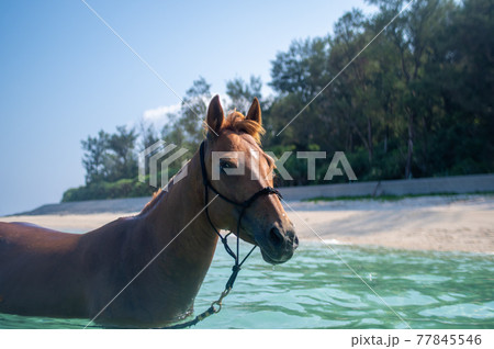 沖縄の伊江島のビーチで泳ぐ馬 77845546