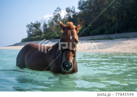 沖縄の伊江島のビーチで泳ぐ馬 77845549